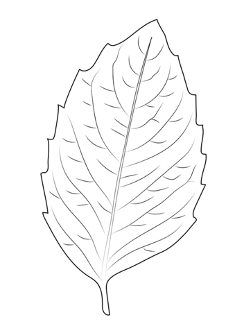 Birch Leaf Coloring Page